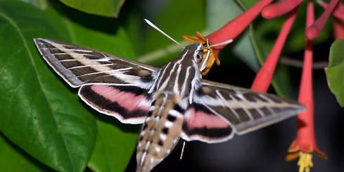 Moth Night Hike