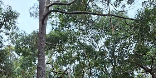 Celtic Thursday Trail Contour Path Route