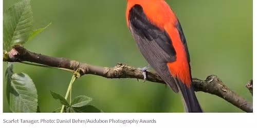 Local Birding in Spring and Summer