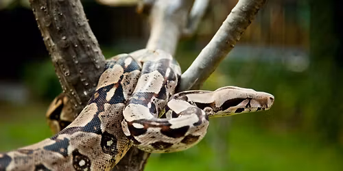 Fond du Lac Scaled Up Reptile Expo 01-04-2026