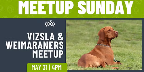 Vizsla & Weimaraners Meetup