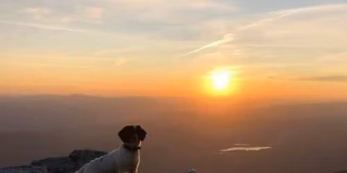 Trimmekurs (pelsstell) for spanielrasene