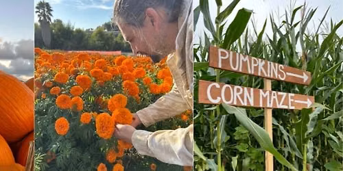 \u2728 Pumpkin & Marigold Harvest Festival @ Mellano Farm Stand, Oceanside CA. \u2728
