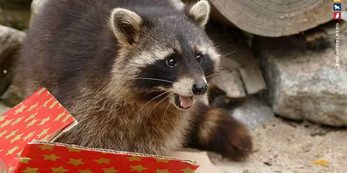 Heiligabend im Zoo Heidelberg - Mit Tiergeschichten vom Zoodirektor!