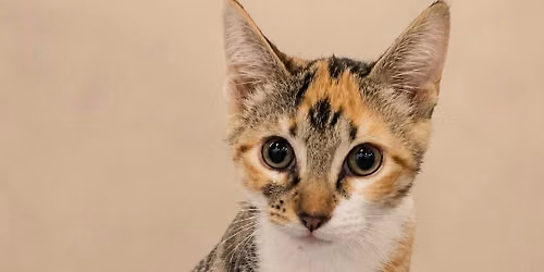 PetSmart National Adoption Event
