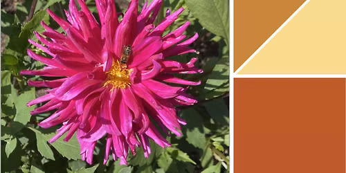 The science and art of plant colour