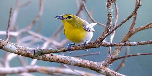 Boro Birding 101 - Part 3