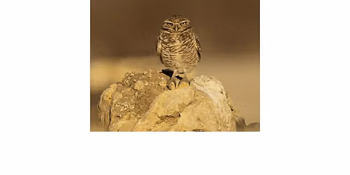 Birds, Conservation, and Environmental Storytelling by Lili Banta