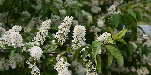 Woodlore- Arnold Arboretum