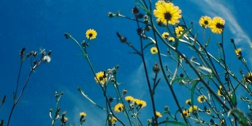 Veill\u00e9e Fun\u00e9raire