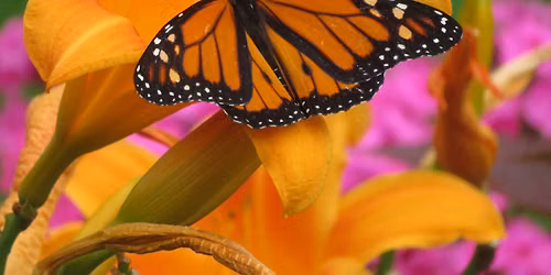 Butterfly Release