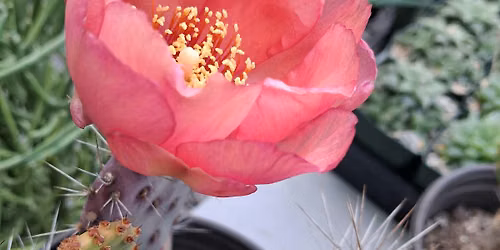 Cactus Garden Workshop