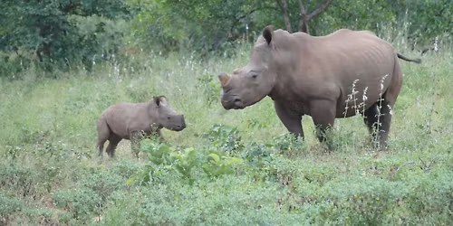 Eine Reise in die Freiheit \u2013 Wie funktioniert Artenschutz in einem Wildreservat?