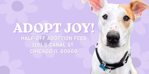 Adopt Joy: Half-Off Adoption Fees at our PetSmart Everyday Adoption Center