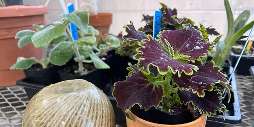 DIY Macram\u00e9 Plant Hanger Workshop