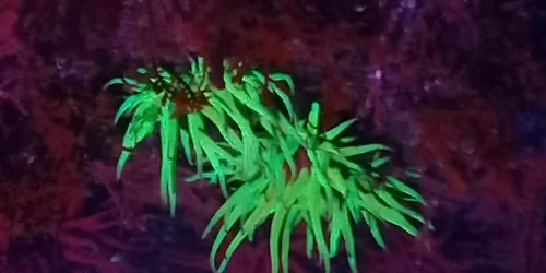 Glow in the Dark Rockpooling