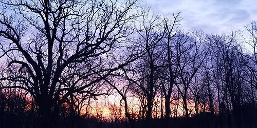 Woodcocks at Dusk