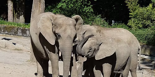 Ein Nachmittag f\u00fcr Zoofreunde - Kurs f\u00fcr Erwachsene