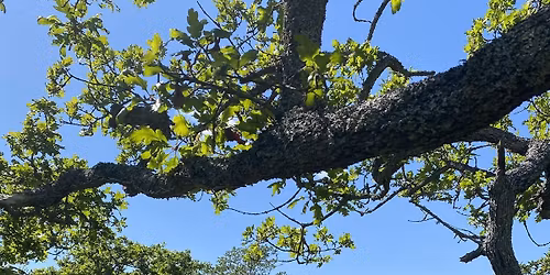 Outdoor bootcamp near Cedar Hill Recreation Centre 