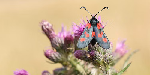 Lunch & Learn: Powerful Pollinators