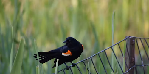 Parking Lady Blackbird