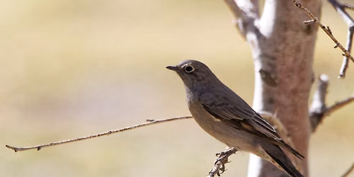 Ask a Birder
