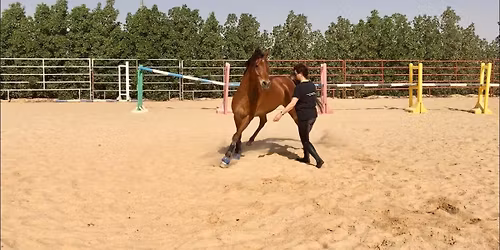 Understand Your Horse
