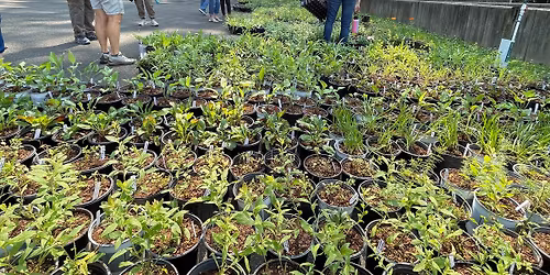 Pollinator Plant Enthusiast Volunteers needed for Native Plant Giveaway