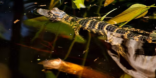 Life as an Alligator Biologist
