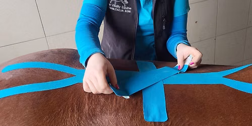 Kinesiotaping weterynaryjny w rehabilitacji koni 