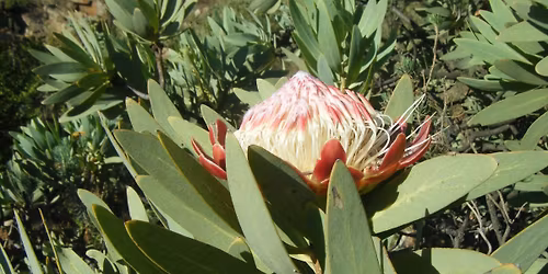 Storytelling at Melville Koppies.