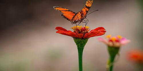 Butterflies and Blooms - Nature Macro Photography