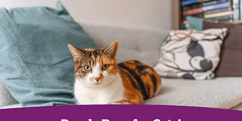 Puzzle Race for Cats