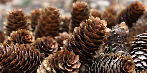 Coffee + Crafts: Natural Fire Starters