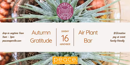 Autumn Gratitude Air Plant Bar
