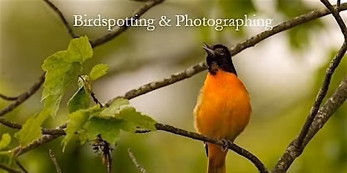 Birdspotting and Photographing