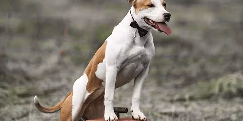 Stage Dog Dancing - COMPLET