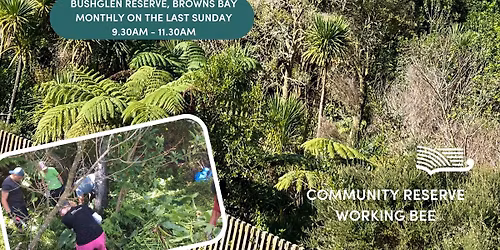 Bushglen Reserve, Browns Bay - Volunteer Restoration Group