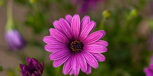 Floral Photography Class