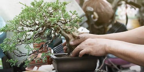The Art of Bonsai