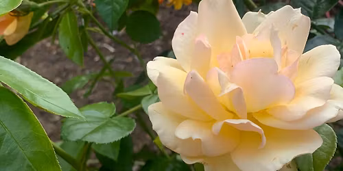 Essential oils for health and relaxation. Doterra oils evening