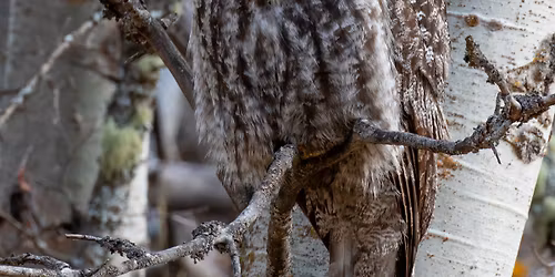 Town Bound Birding: Maclay Flat 
