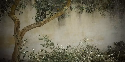 Best Backyard Bonanza - Olive Tree Pruning and Biochar Making