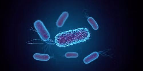 Hands-on Introduction to Sterile Technique and E.Coli Culturing