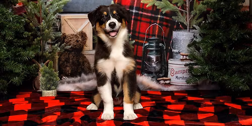 Holiday Photoshoot Supporting the ACHS