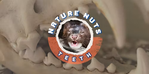 Nature Nuts: Teeth