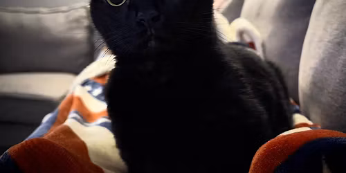 My Pets Vet!