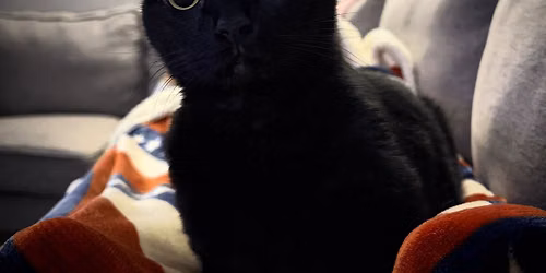 My Pets Vet!