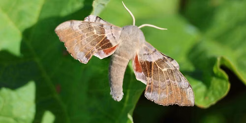 Marvellous Moths