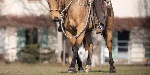 Stage pr\u00e9paration ranch roping avec Nicolas Pescarollo 